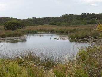 OUT AND ABOUT IN VK5 Issue 4 FEBRUARY 2015 7 7/1/2015 Coorong National Park, VKFF- 115, 13 contacts (two activations). Coorong Lagoon, Coorong NP. Photo courtesy of Jenny Dawes.