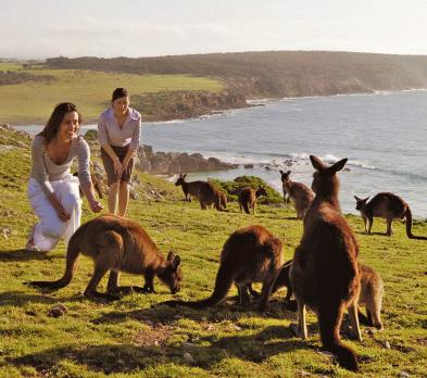 From sandy beaches to rainforests to untamed wilderness areas, Australia s islands offer a myriad of island adventures.