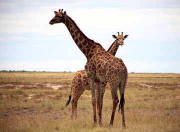 An estimated total of over 50,000 game animals inhabit the Ugalla Game Reserve for all or part of the year.