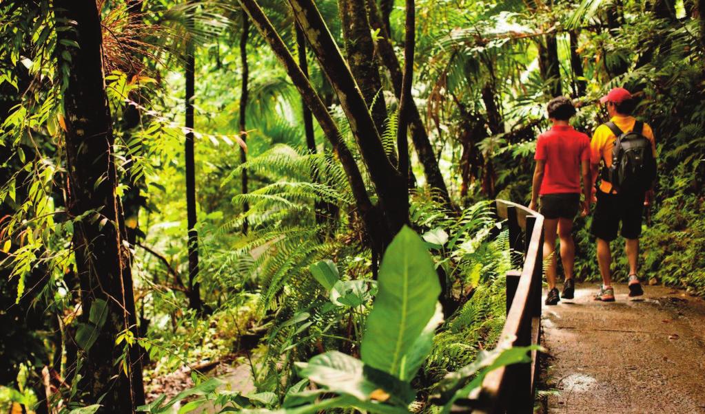 TOURS 4 El Yunque Rainforest Sunday, February 7...1 p.m. to approximately 5 p.m. You will experience a drive through typical native towns going to El Yunque Rainforest.