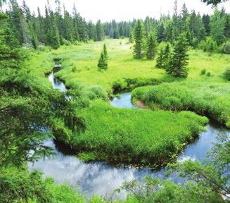 different ecosystems that converge in the area; grasslands, upland boreal and eastern deciduous forests.