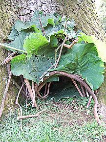 Winter homes Only three of our British mammals hibernate: hedgehogs, dormice and bats.