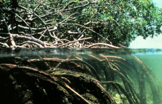 Home to mangroves- trees that can grow in saltwater Mangroves provide housing for fish Greater