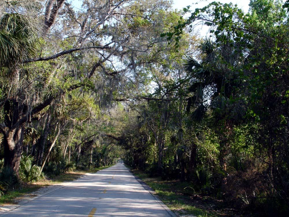 Primary Photo Canopy One of the most significant scenic qualities of the Ormond Scenic Loop and Trail is the existing