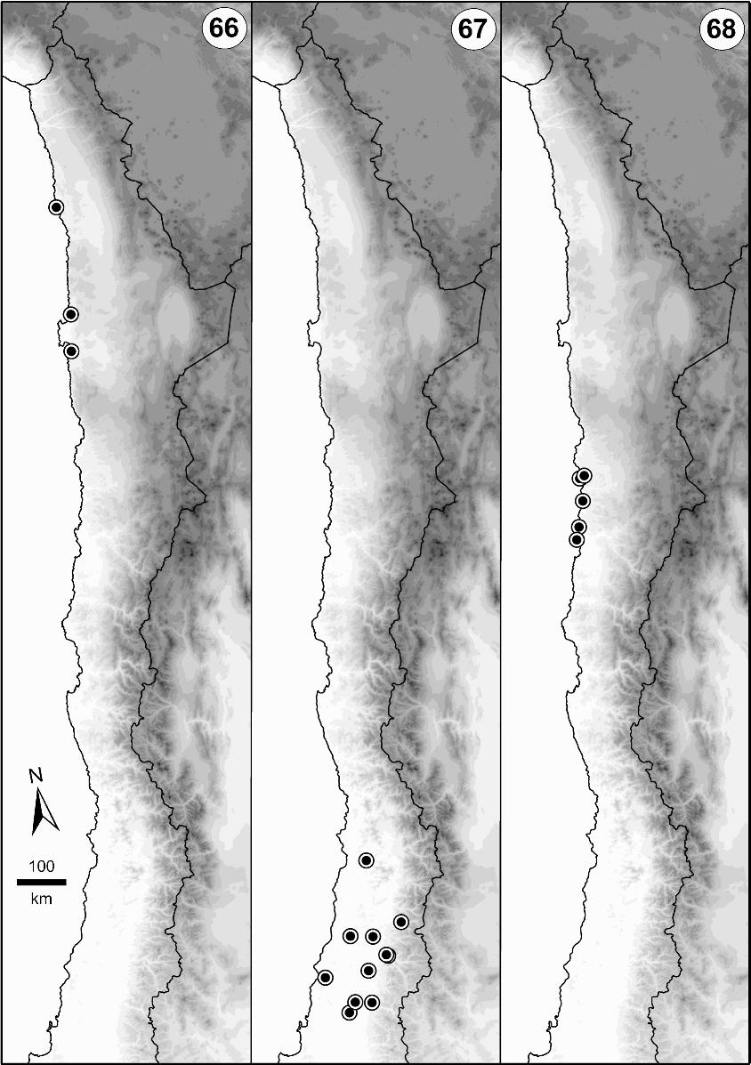 Figs. 66 68. The known distributions of Brachistosternus Pocock, 1893 in central-northern Chile (contour interval 500 m). 66. Brachistosternus mattonii Ojanguren Affilastro, 2005.