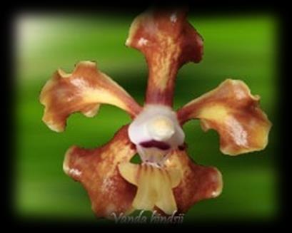 Maroochydore Orchid Society, P.O. Box 382, Maroochydore 4558 MAY 2015 www.maroochydoreorchidsociety.com.