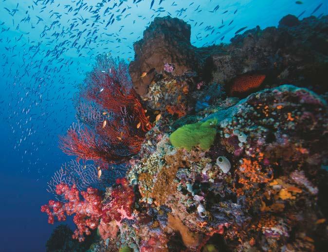 Great Barrier Reef One of Queensland s most valuable and iconic tourism experiences is the Great Barrier Reef, a vast and diverse natural asset with around 2300 kilometres / 1400 miles of living