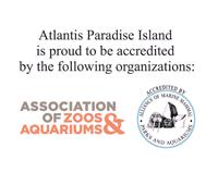 - Wear your bathing suit - Dolphin Excursions at Atlantis Resort must be booked by the evening before Nassau's arrival. - There is no beach access for swimming on this tour.