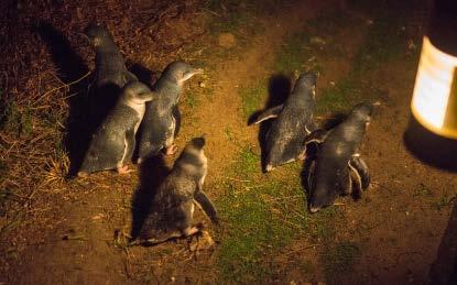 Depart Melbourne and travel directly to the Penguin Parade Explore Phillip Island's Penguin Parade Centre to discover an extensive range of information available about