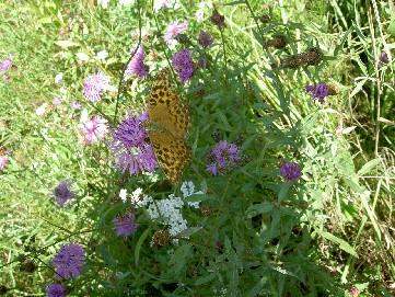 Swallowtail butterfly pearl bordered fritillary We learned about the Czech way of life it s culture & history; we were taken to the museums, local festivals & celebrated with the locals by dancing