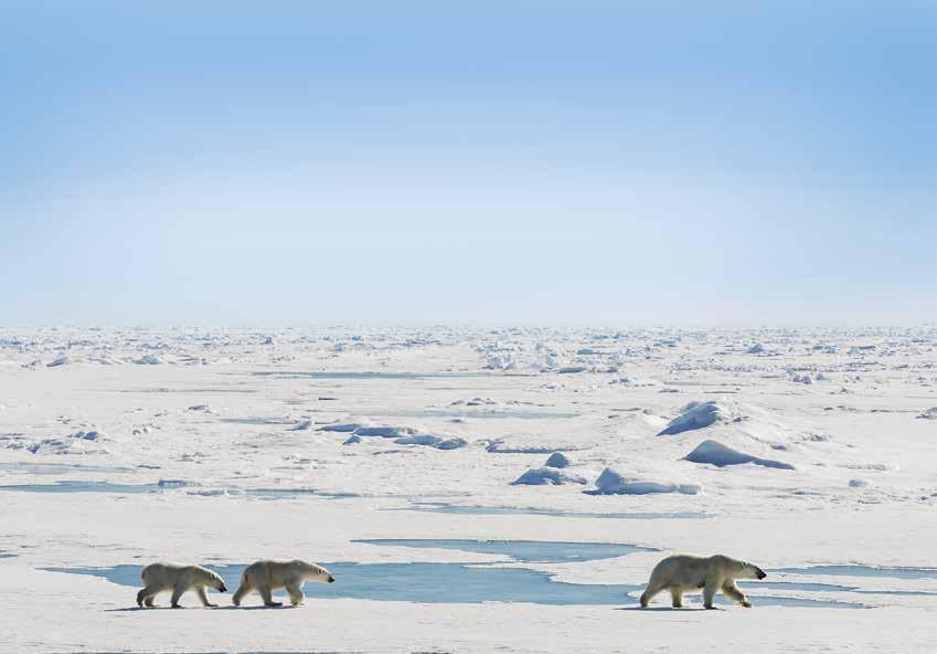Chances to encounter walruses, Arctic fox and