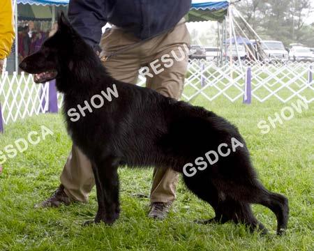 DOGS Puppy Dog - 9 -- 12 months 1 2 nd Mazerick s Folsom Prison Blues, DN46909702, 07/15/2016. Breeder: Patrick Mazepink & Charlene Mazepink.