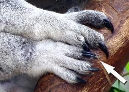 Other Images of the Koala Both the hands and