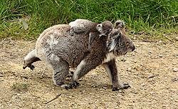 Above, a mother koala carries her baby, called a joey, on her back. The koala s brain is rather small. It can make a cry that sounds much like that of a human baby.