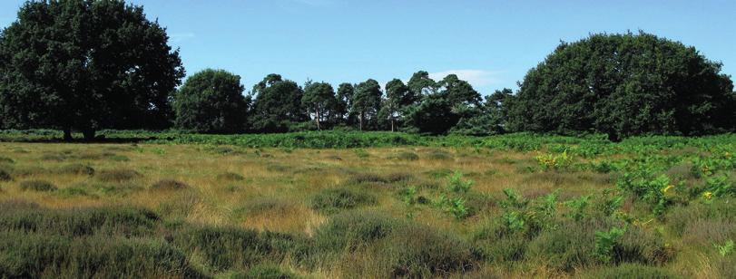 Sutton and Hollesley Heaths walks Start: Car Park south of Sutton Heath, Woodbridge Road, B083, nearest postcode IP2 3TG. TM306475. Dog exercise area available for off lead time.
