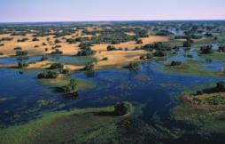 The Okavango Delta is an oasis of life in the harsh desert. It floods every summer. This flooding irrigates and fertilizes the delta so that a variety of plants and animals can grow and live there.