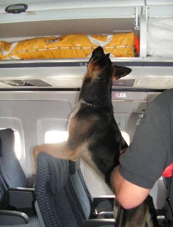 Explosive Detection Canine Teams Trained to detect explosives in checked and carry-on baggage, working in partnership with law enforcement Canine teams are quick, efficient and accurate at detecting
