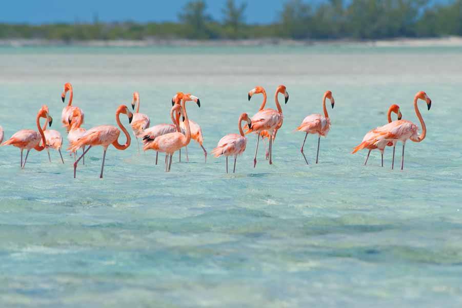Middle Caicos ~ An Eco-Adventure Middle Caicos promises privacy, tranquility and relaxation amidst a beautiful landscape and is a Caribbean eco-adventure delight.