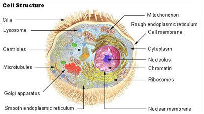 MMSi ümbermõtestamine raku tasandilt http://phaelosopher.com/2012/10/01/rethinking-mms-a-cells-eye-view/ Ma ei võta seda teemat, mida sa parasjagu loed, kergelt.