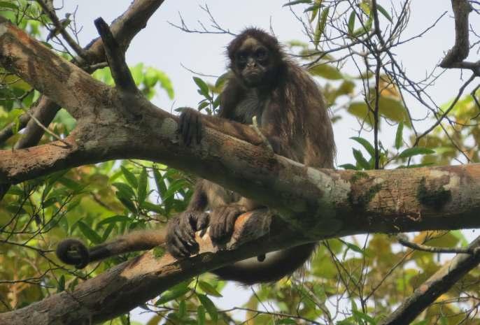 In order to achieve this result, the work of the Fundación Proyecto Primates [Primate Project Foundation] with the support of WCS was essential.