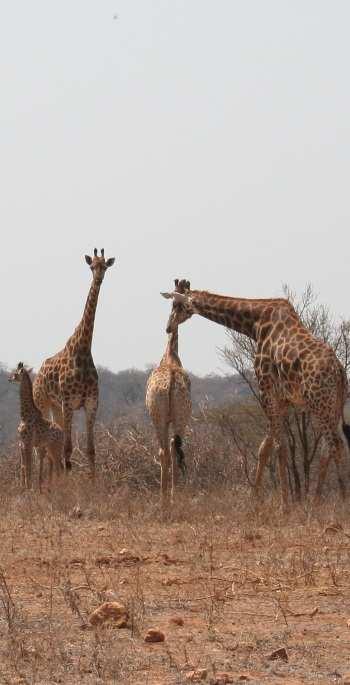The count was as follows: Impala 312 Giraffe 10 Wildebeest 32 Zebra 43 Waterbuck 5 Kudu 15 Nyala 26 Warthog 25 Bushbuck 3 Our zebra and impala numbers will