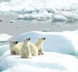 NORTH POLE Discover the Northern Ocean Introducing the Arctic Wilderness Forged by Fire and Ice At the top of the world sits an expanse of ocean bounded by volcanic islands and fjords studded with