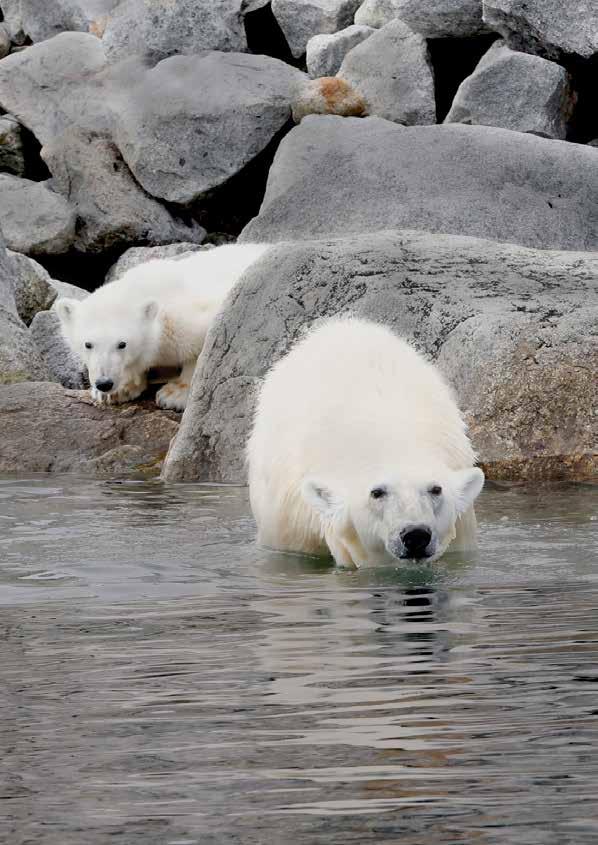 Meet the Locals Discovering the elusive and majestic wildlife of the Great White North is among the great rewards of an