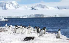 Discover the Southern Ocean Introducing Antarctica Incredible White Continent Cloaked in glacial ice and surrounded by blue seas bursting with unabashed life, Antarctica is the last truly wild place