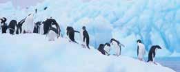 Enjoy the noisy company of chinstrap penguins on Half Moon Island rich waters that surround you, where you may spot everything from fin whales, humpback whales and orcas, to imperial shags and the