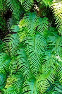 Kiokio (Blechnum novae-zelandiae) This is a very common fern throughout New Zealand and is found in various places including riverbanks and regularly lining roadside