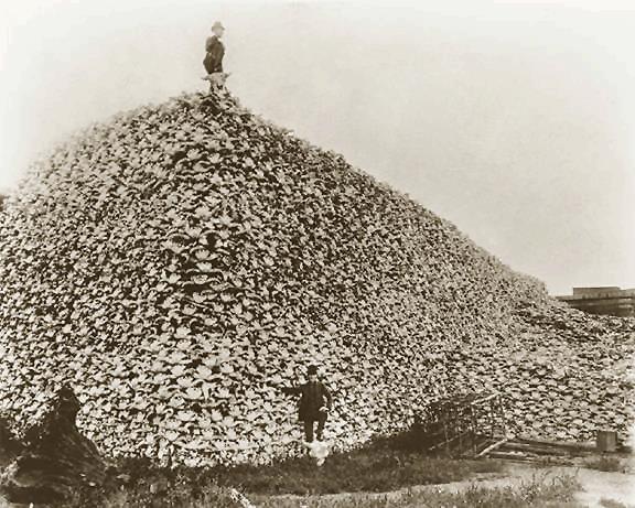 Example: Bison numbers went from 60 million before North