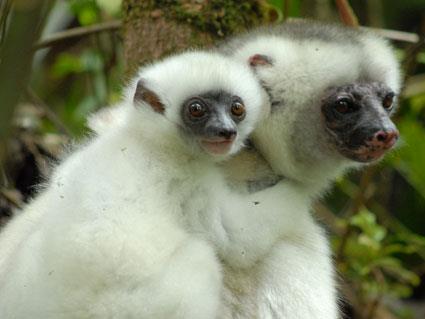 Biodiversity hotspots Example: Island of Madagascar Only