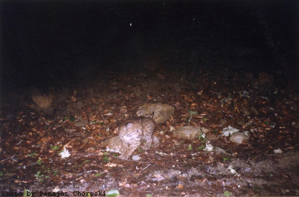 Conservation status of the critically endangered Balkan lynx in Albania and Macedonia Fig. 8.