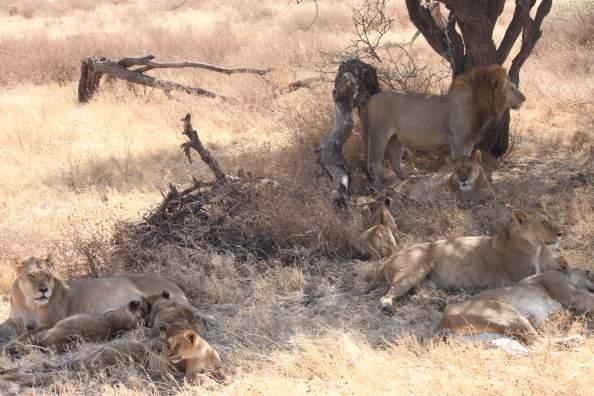 Lion: 7 observed in Masai Mara NR, 2 in the Wogakuria Kopjes (Northern Serengeti), 19 in Ndutu, 3 in Lake Manyara NP (distant), and around 20 in the Central Serengeti (most along the Seronera River,
