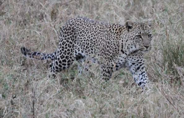 Ndutu This is an excellent area that is home to many large species as well as many rarer species and small mammals.