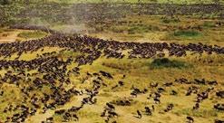 provided back at the Serengeti Migration Camp. The length of the drive depends on the season and the proximity to the Camp of the annual migratory animals.