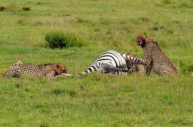 Optional Extension Male cheetahs feeding on recently killed zebra, Laikipia Wild dog, Laikipia 17 Oct Kicheche Laikipia Camp, Laikipia, Northern Kenya Fly by charter flight from the Masai Mara to the