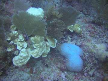 Threats to the Mesoamerican Reef Contamination Sedimentation