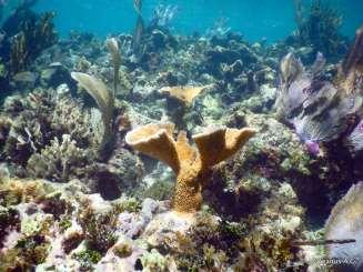 Reef restoration Continuous Restoration.