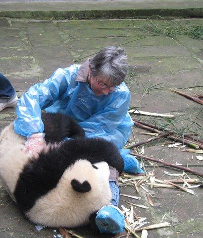 <B-L-D> Sep 17 Bifengxia volunteering work at Bifengxia Panda Center with round trip transfer.