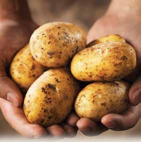 Friday 12 & Saturday 13 June Comber Potato Festival Comber Square BT23 5DT Fri 7pm - 9pm, Sat 10am - 5pm Celebrate the harvest of the town s famous Comber Early Potato.