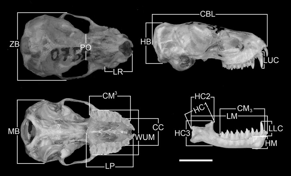 Hystrix, It. J. Mamm. (2016) online first Figure 2 Skull variables measured in molossid bats from Argentina, show on a Tadarida brasiliensis specimen (LIEB-M 0759). See text for abbreviations.