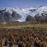 From the bay's long greysand beach, home to abundant fur seals and elephant seals, you can easily access a vast glacial trough bordered by steep mountainsides and enclosed by Ross Glacier.