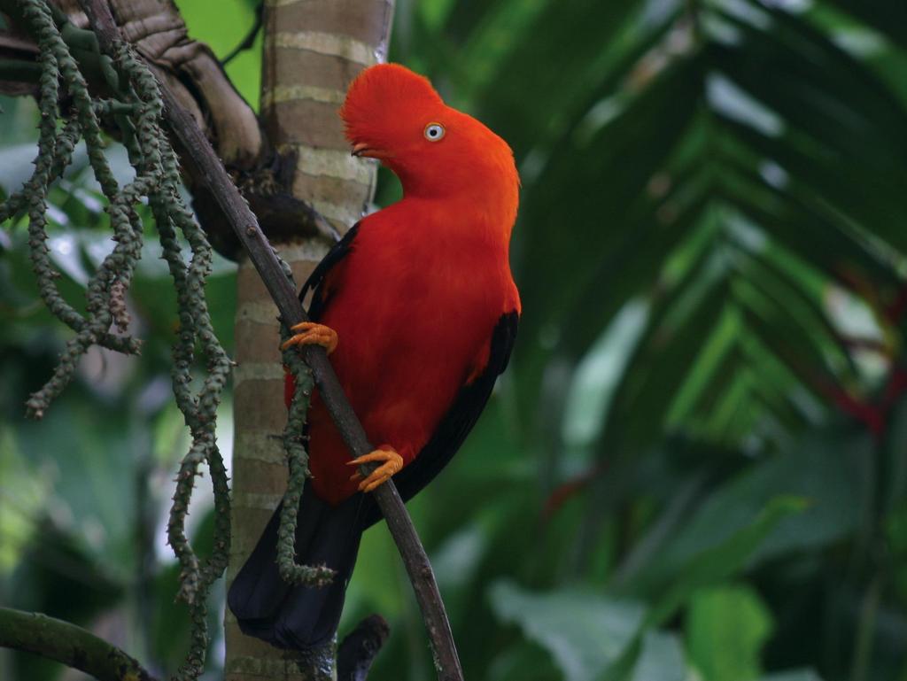 Bird species registered within Inkaterra areas 93% of Costa Rica s total bird