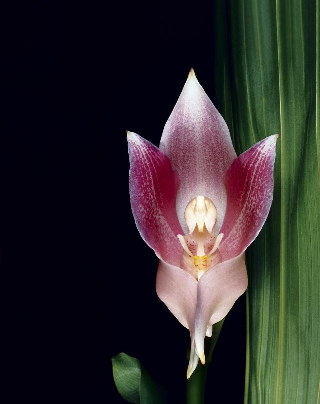 Native orchid species at Inkaterra Machu Picchu Pueblo Hotel 19 New Species to Science Germplasm bank