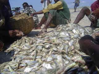 Muanza and Marromeu; The fishery potential is