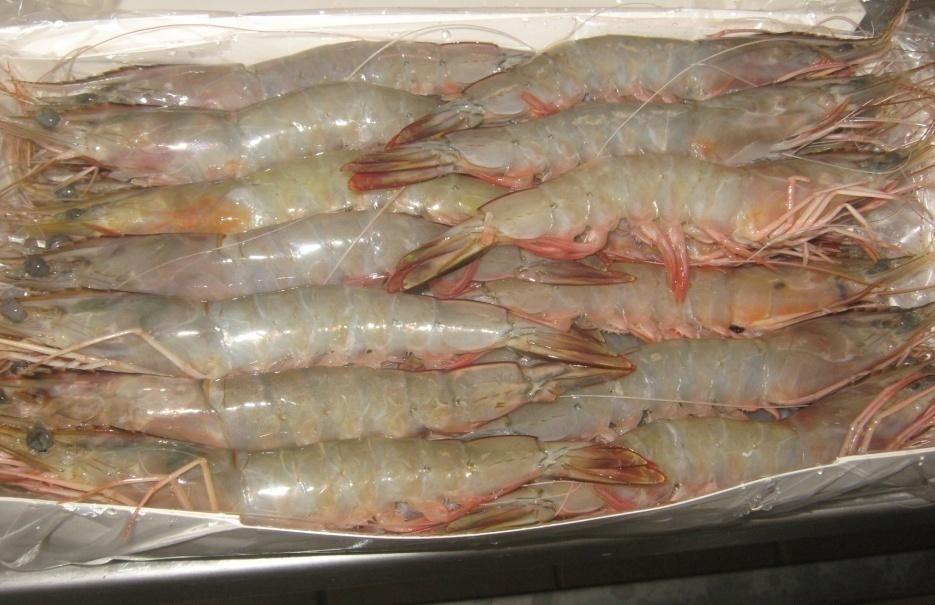 AQUACULTURE Favorable conditions for shrimp, taínha and