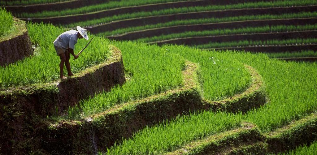 Visit UNESCO and Historical Sites Visit picture-perfect Jatiluwih Rice Terraces located in the region of Tabanan and among the most striking examples of terraced agriculture in the world.