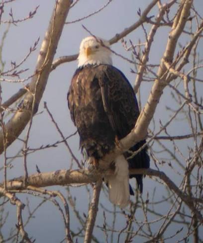 DUBUQUE BALD EAGLE WATCH SATURDAY, JANUARY 18 TH, 2014 Outdoor viewing at Lock and Dam 11 from 9:00 AM to 4:00 PM Live Eagle & Bird of Prey Programs by the University of Minnesota Raptor Center at
