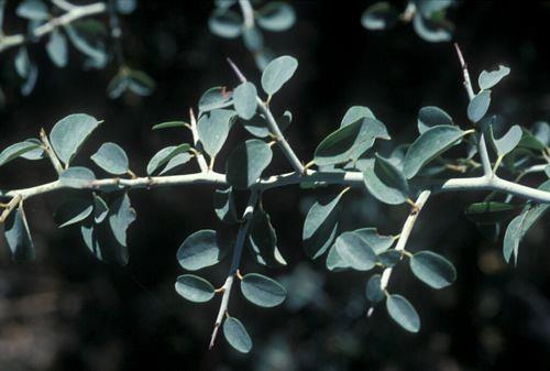 Manzanita, Oak, Whitethorn, Usually less dense